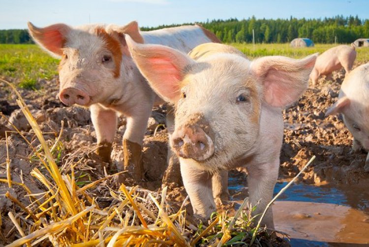 UK pig industry review announced as 200,000 animals stranded on farms