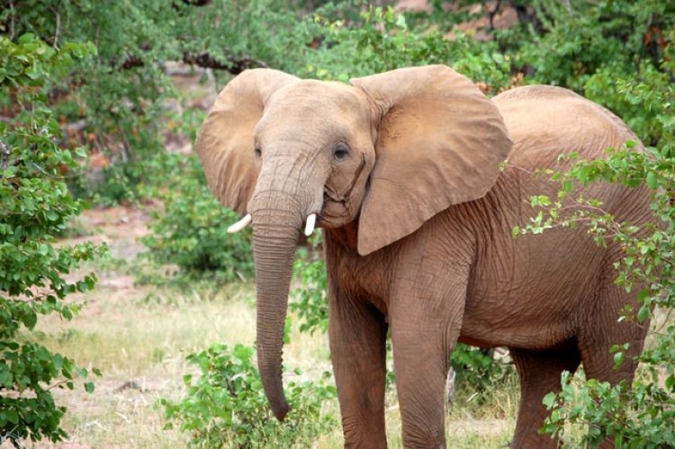 New York State Court Rules Elephants Are Not People… Seriously